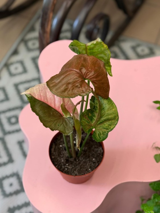 Syngonium podophyllum 'Strawberry Ice' – (1).jpeg