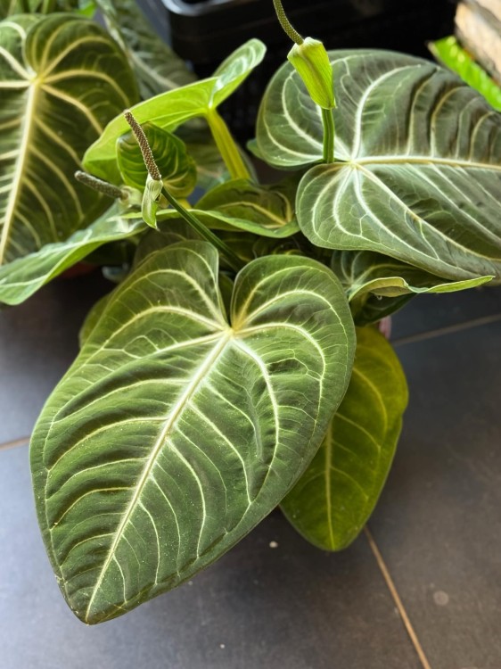 Anthurium Villenaorum (2).jpeg