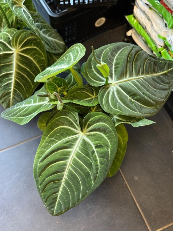 Anthurium Villenaorum (1).jpeg