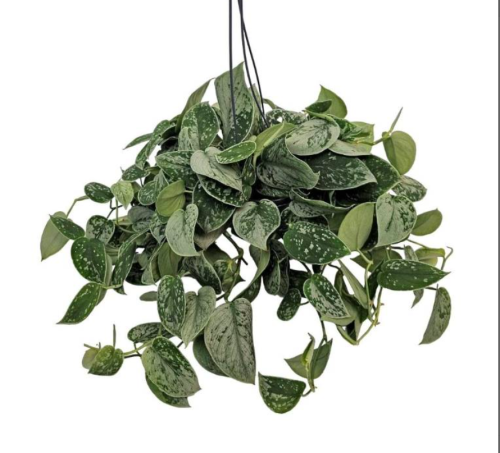 Scindapsus pictus Silvery Ann