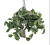 Scindapsus pictus Silvery Ann