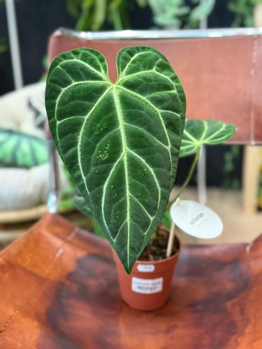 Anthurium Regale (2).jpeg