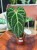 Anthurium Regale (2).jpeg