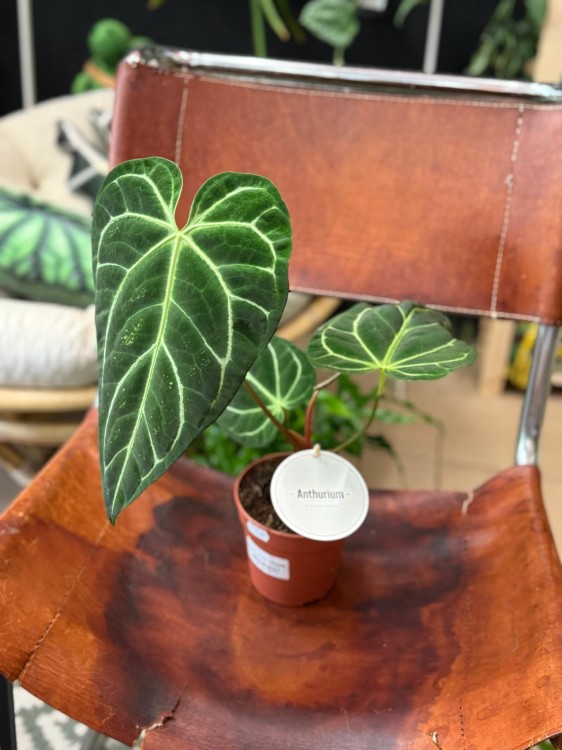 Anthurium Regale (3).jpeg