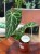 Anthurium Regale (4).jpeg