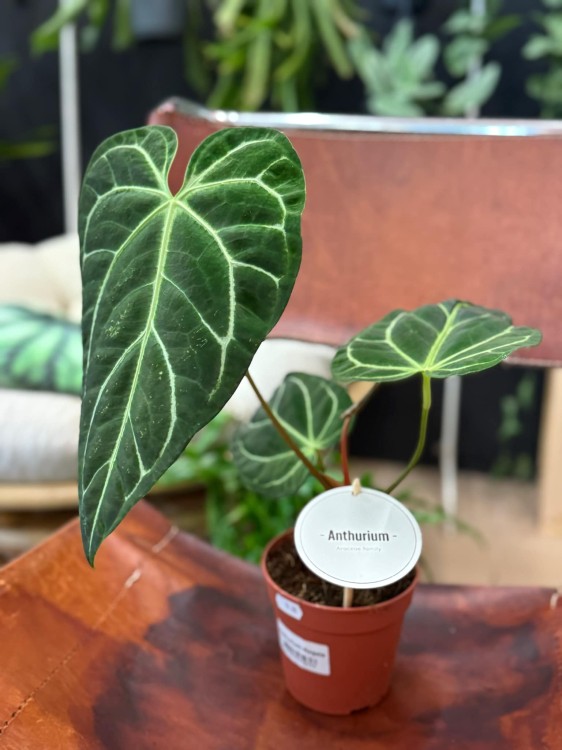 Anthurium Regale (4).jpeg