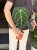 Anthurium Regale (5).jpeg