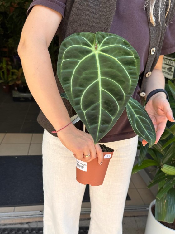 Anthurium Regale (5).jpeg