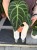 Anthurium Regale (6).jpeg