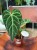 Anthurium Regale (7).jpeg