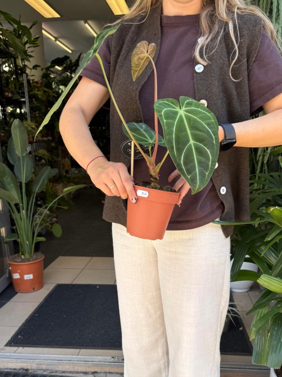 Anthurium Regale (1).jpeg