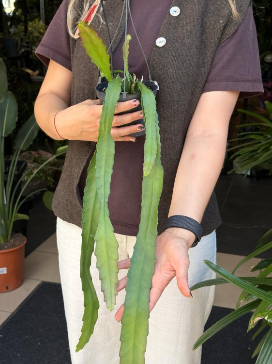 Epiphyllum ackermanii 'Red Tip (6).jpeg