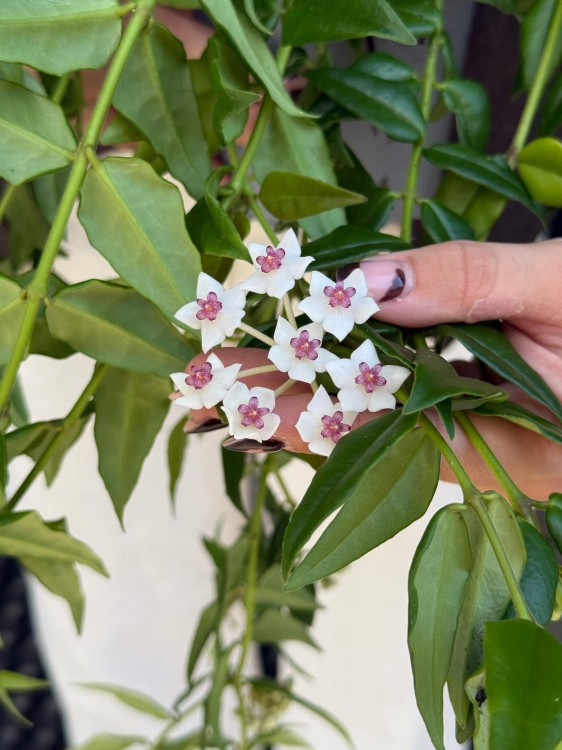 hoya bella (2).jpeg