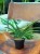 Sansevieria 'Tiara Grand Gazelle' – (2).jpeg