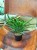 Sansevieria 'Tiara Grand Gazelle' – (1).jpeg