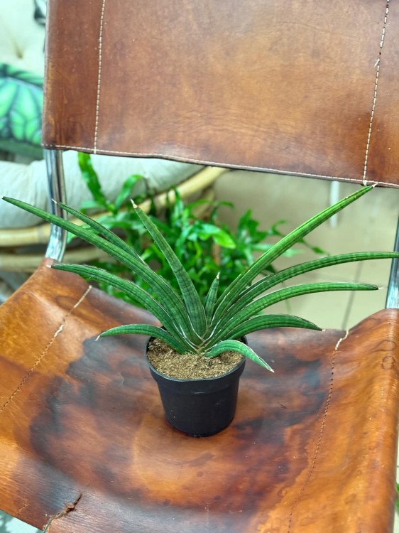 Sansevieria 'Tiara Grand Gazelle' – (1).jpeg