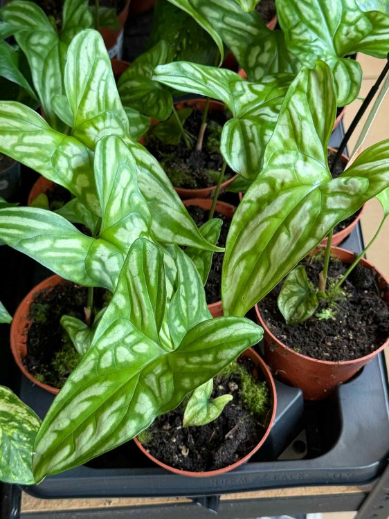 Cercestis Mirabilis.jpeg