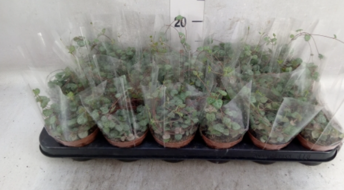 Zrzut ekranu 2024-08-09 182521.png