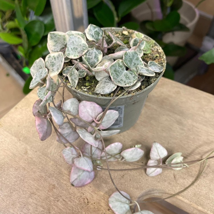 Ceropegia woodii różowa Ceropegia variegata (1).jpg