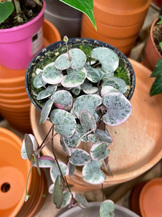 Ceropegia woodii różowa Ceropegia variegata.jpg