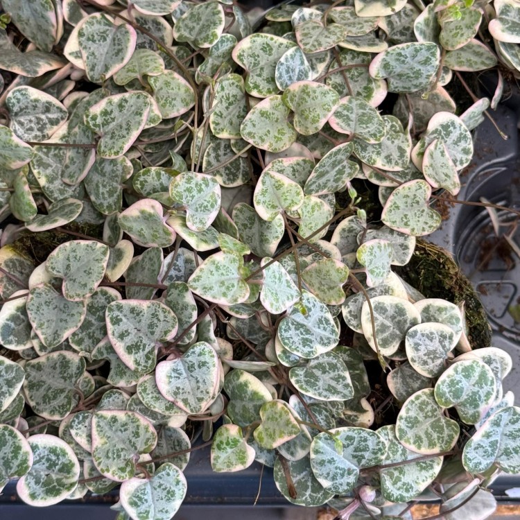 Ceropegia Woodii Variegata (1).jpg