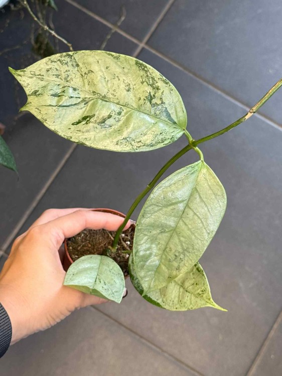 Hoya Coriacea Silver.jpeg