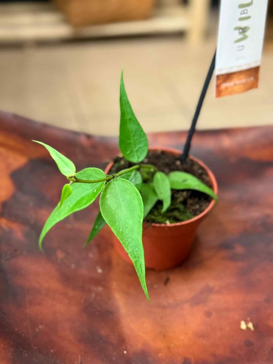 Hoya polyneura 'Vietnam (2).jpeg