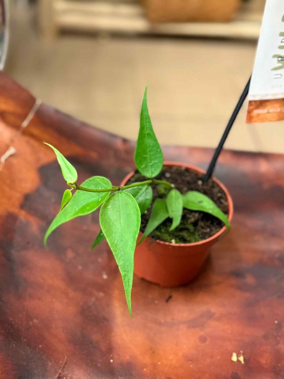 Hoya polyneura 'Vietnam (3).jpeg