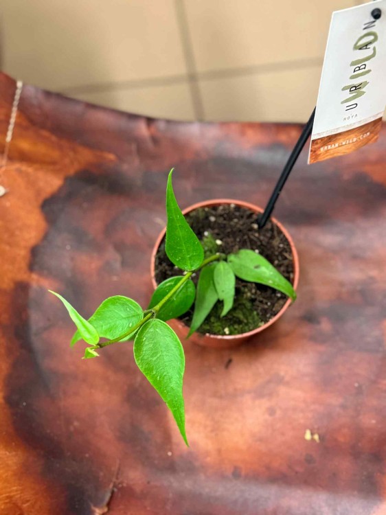 Hoya polyneura 'Vietnam (1).jpeg