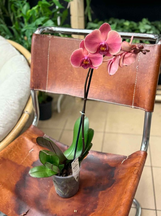 Phalaenopsis 1 spike (2).jpeg