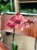 Phalaenopsis 1 spike (3).jpeg