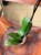 Phalaenopsis 1 spike (4).jpeg