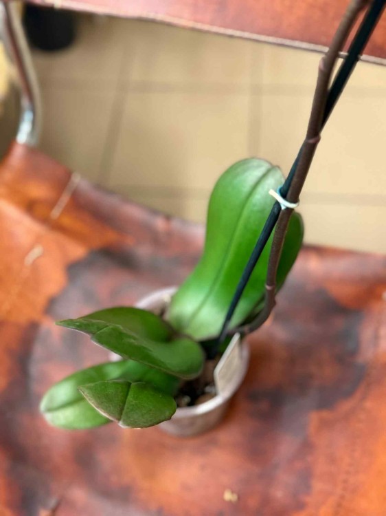 Phalaenopsis 1 spike (4).jpeg