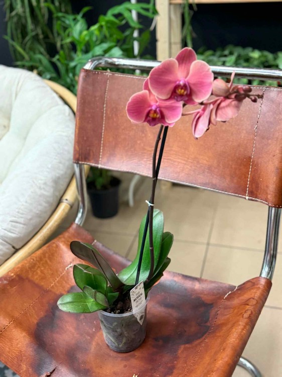 Phalaenopsis 1 spike (1).jpeg