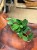 Scindapsus SP (3).jpeg