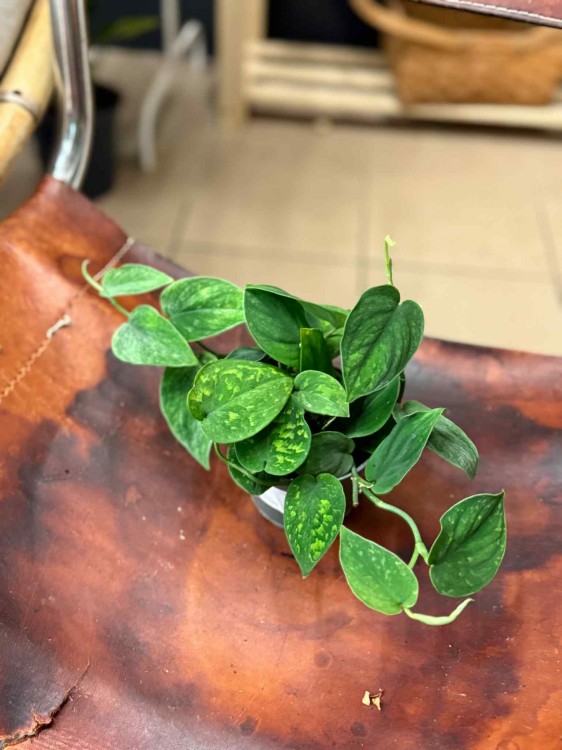 Scindapsus SP (3).jpeg
