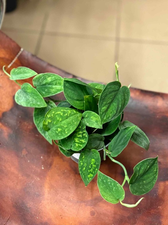 Scindapsus SP (1).jpeg