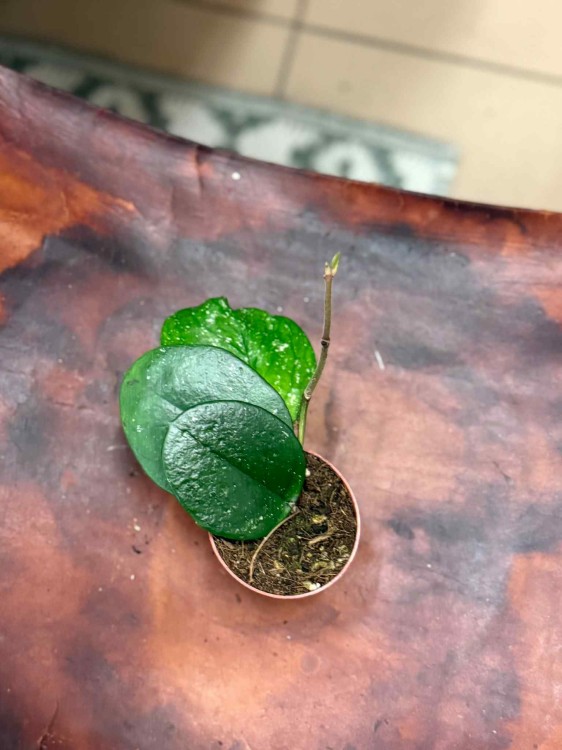 Hoya Bonii (4).jpeg