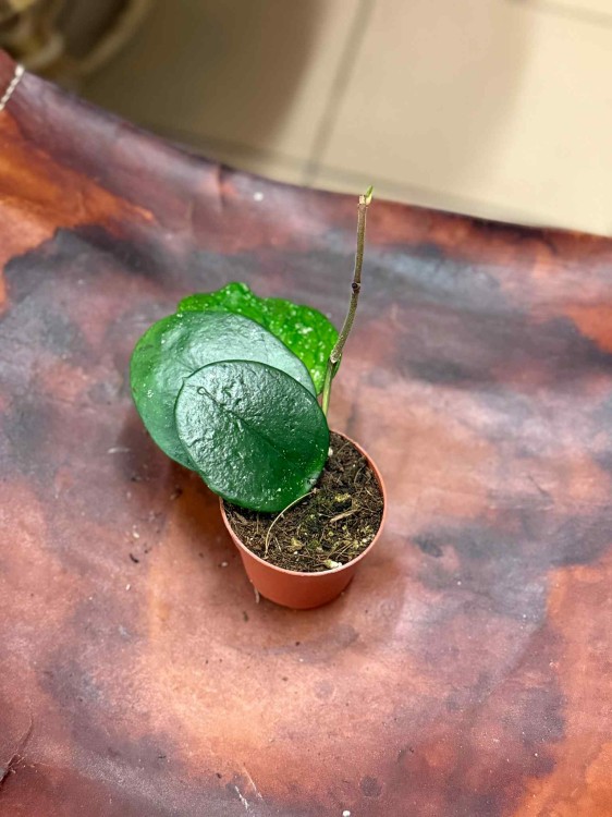 Hoya Bonii (6).jpeg