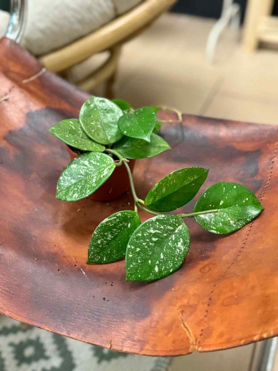 Hoya carnosa Freckles Splash (2).jpeg