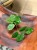 Hoya carnosa Freckles Splash (3).jpeg