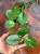 Hoya carnosa Freckles Splash (4).jpeg