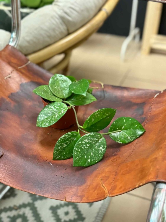 Hoya carnosa Freckles Splash (1).jpeg