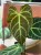 anthurium regale (8).jpeg