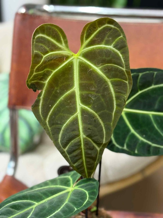 anthurium regale (8).jpeg