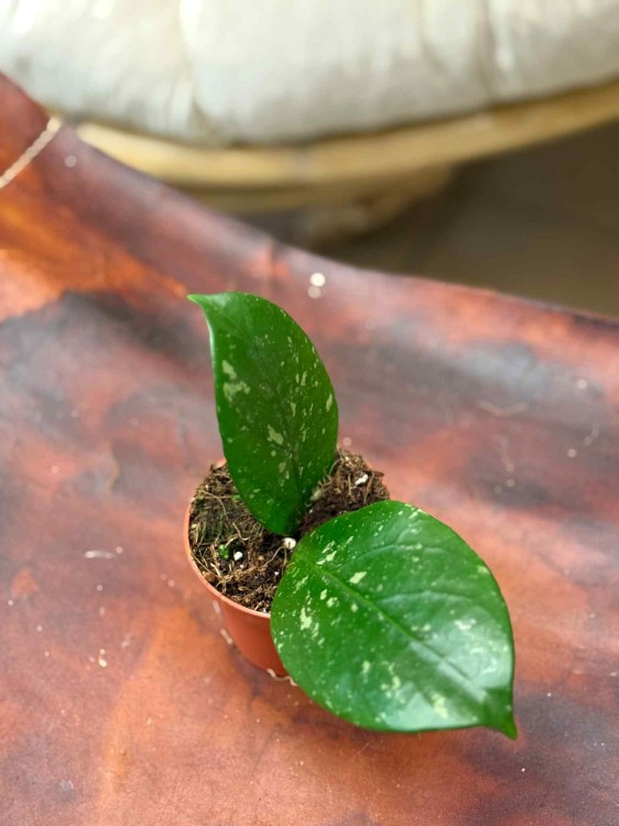 Hoya sp. Lai Chau (1).jpeg