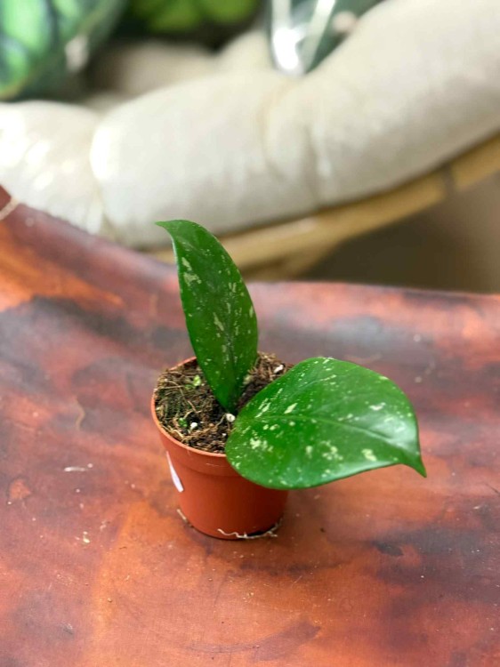 Hoya sp. Lai Chau (2).jpeg