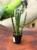 sansewieria cylindryczna Sansevieria (2).jpeg