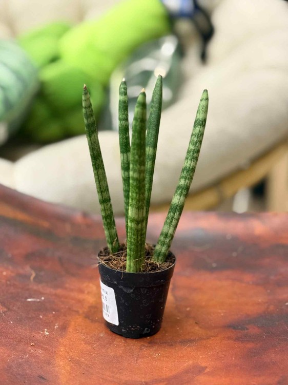 sansewieria cylindryczna Sansevieria (2).jpeg