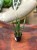 sansewieria cylindryczna Sansevieria (1).jpeg